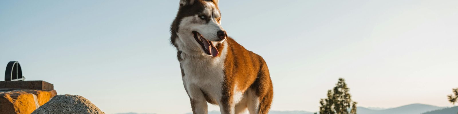 free-photo-of-siberian-husky-enjoying-scenic-lake-view